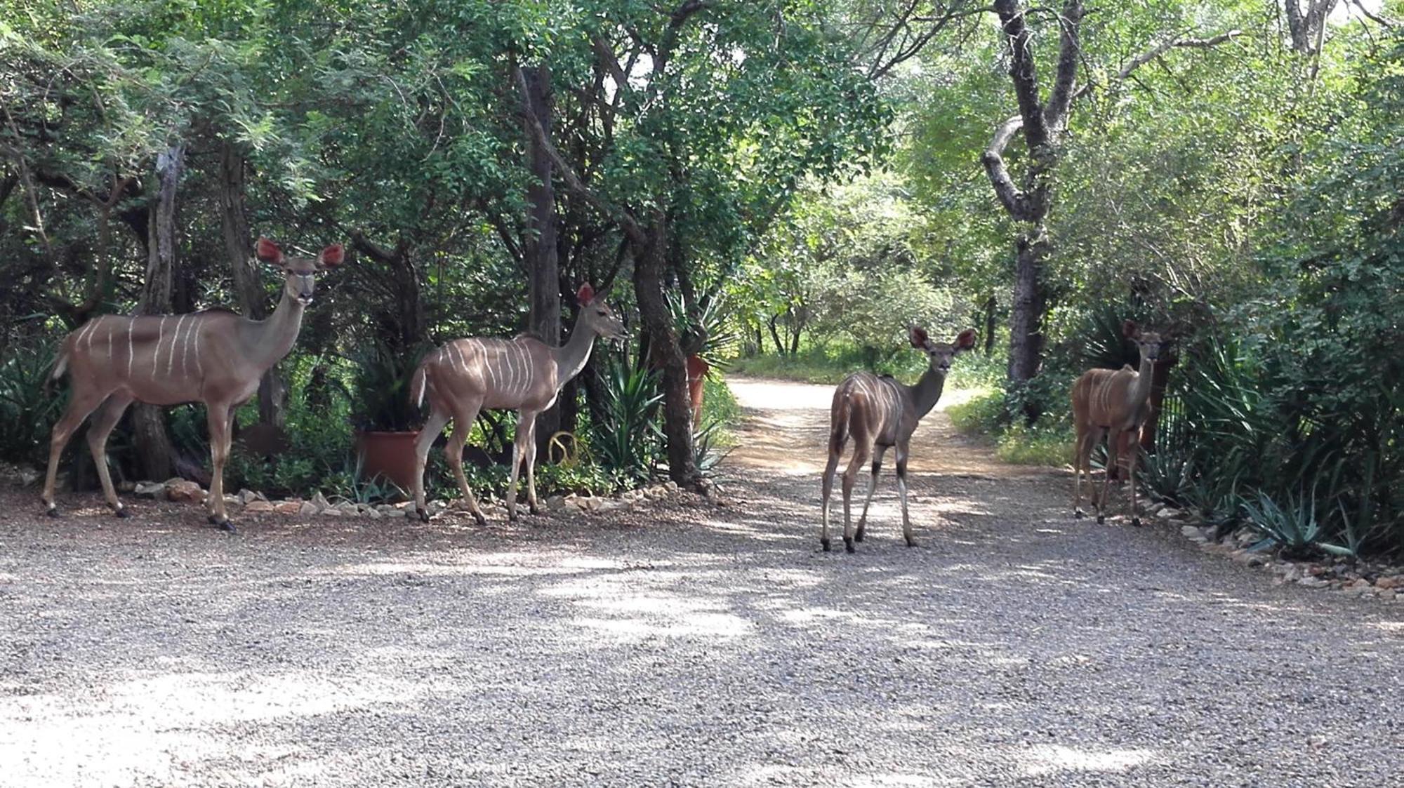 Wielewaal Bush Lodge Marloth Park Dış mekan fotoğraf