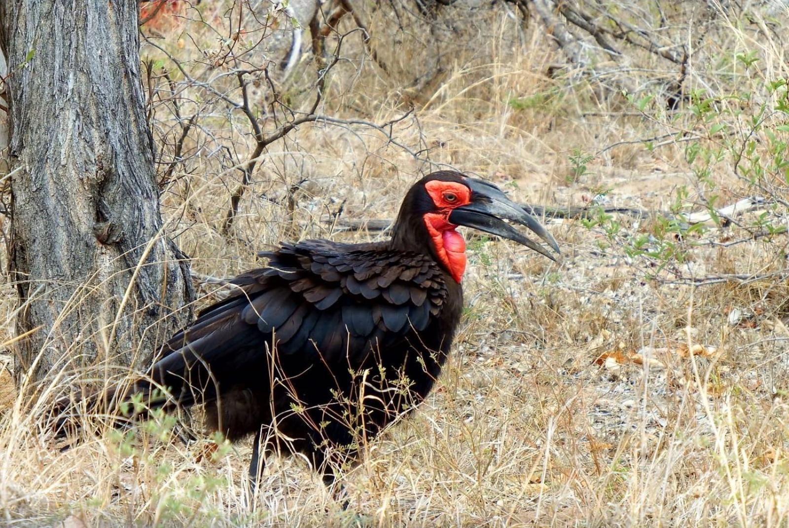 Wielewaal Bush Lodge Marloth Park Dış mekan fotoğraf