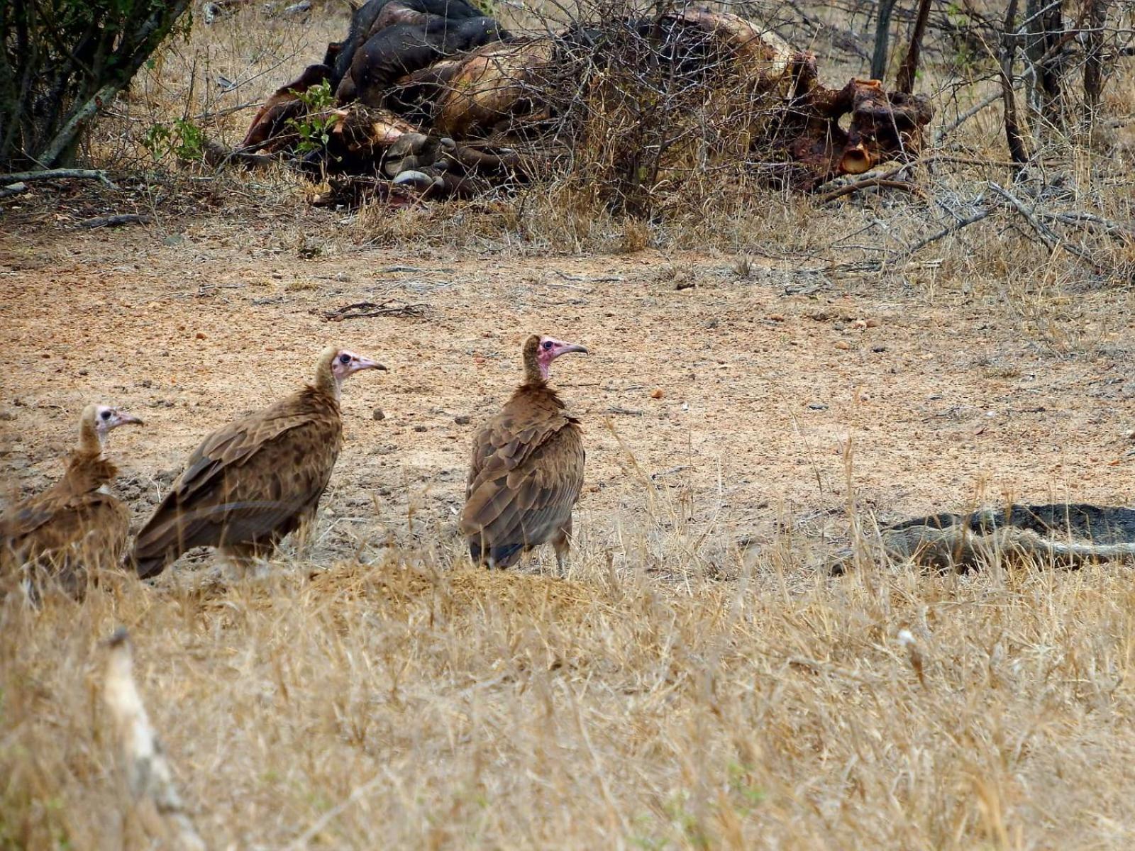Wielewaal Bush Lodge Marloth Park Dış mekan fotoğraf